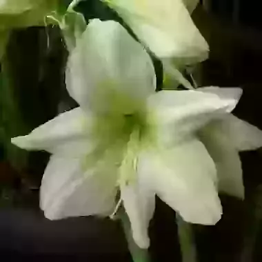 Lemon Star
